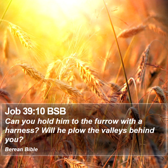 Job 39:10 BSB Bible Study