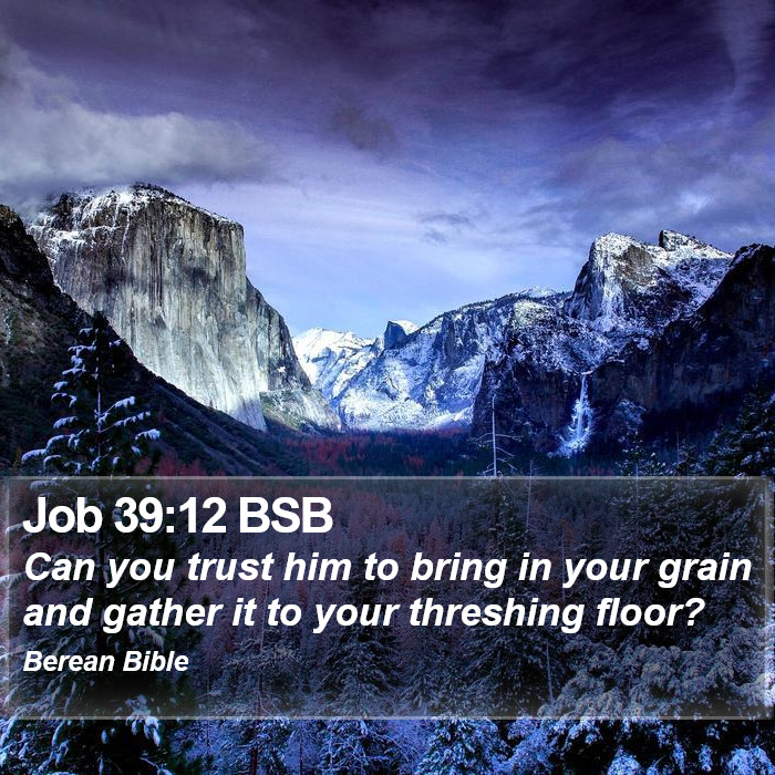 Job 39:12 BSB Bible Study