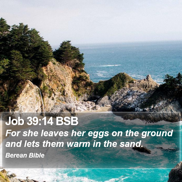 Job 39:14 BSB Bible Study