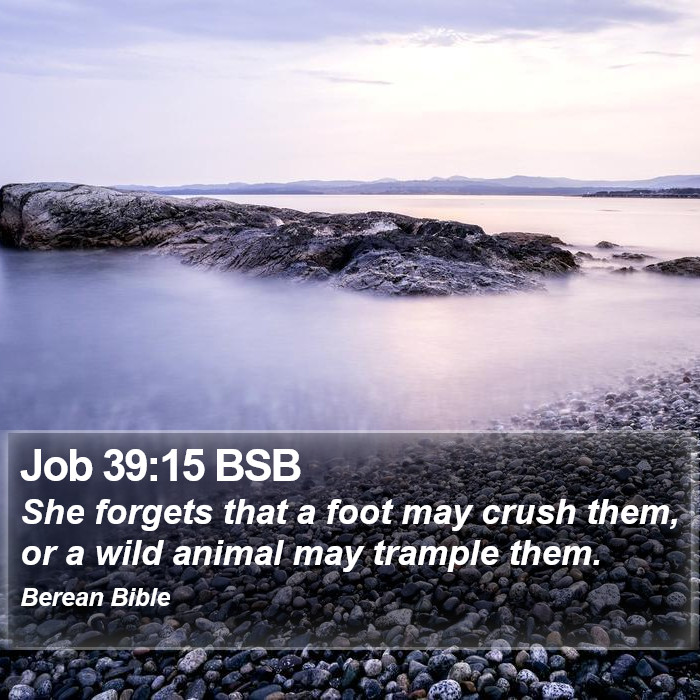 Job 39:15 BSB Bible Study