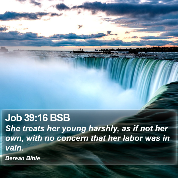 Job 39:16 BSB Bible Study