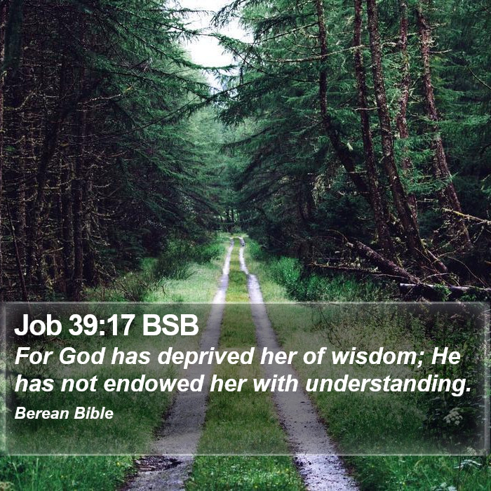 Job 39:17 BSB Bible Study