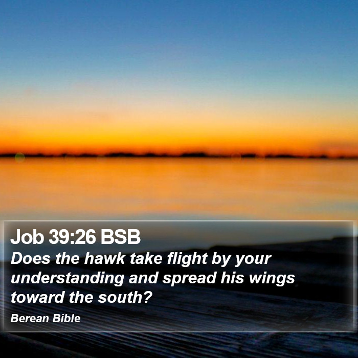 Job 39:26 BSB Bible Study