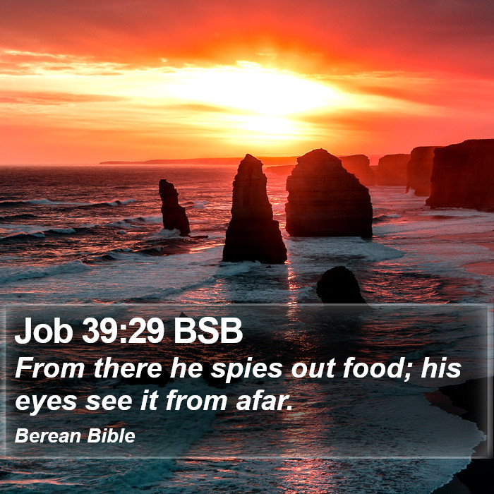 Job 39:29 BSB Bible Study