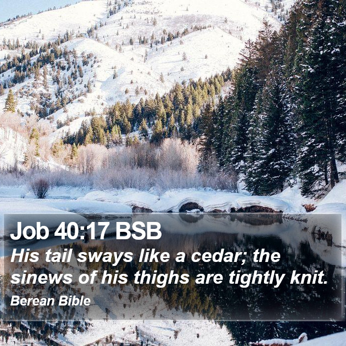 Job 40:17 BSB Bible Study