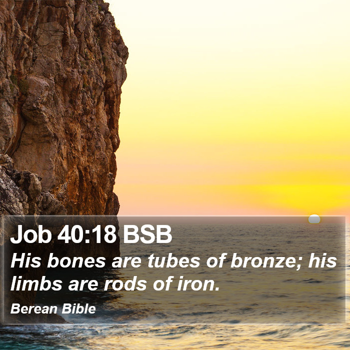 Job 40:18 BSB Bible Study