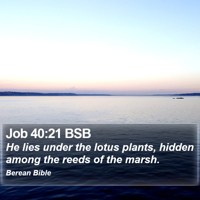 Job 40:21 BSB Bible Study