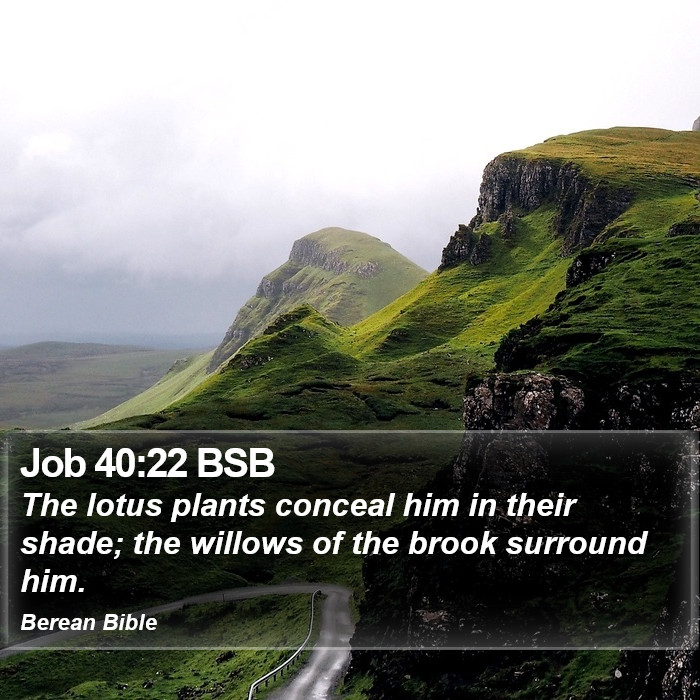 Job 40:22 BSB Bible Study