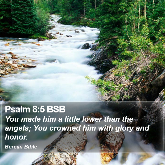 Psalms 8:5 BSB Bible Study