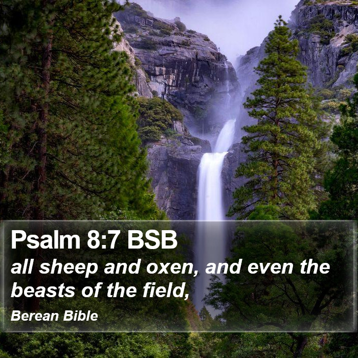 Psalms 8:7 BSB Bible Study