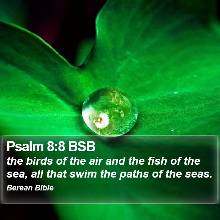 Psalms 8:8 BSB Bible Study