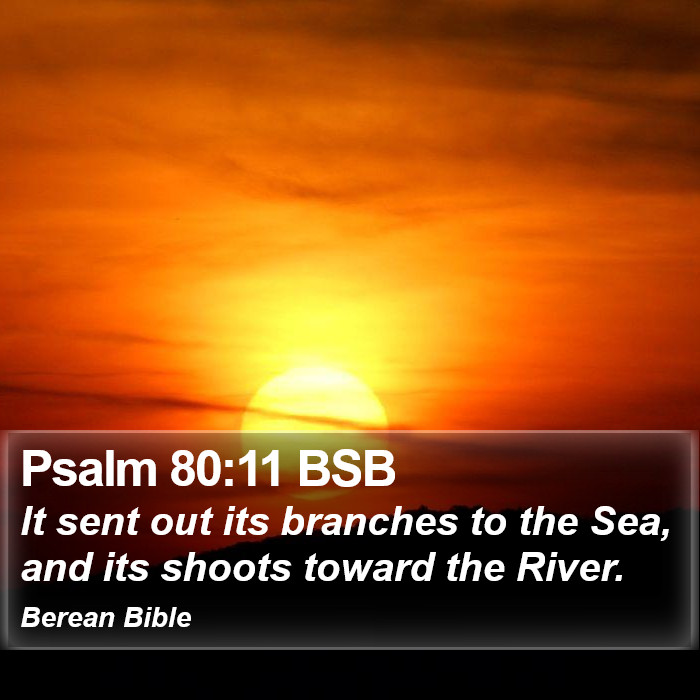 Psalms 80:11 BSB Bible Study