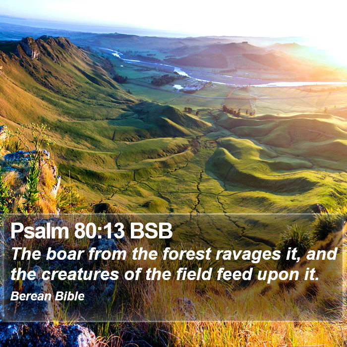 Psalms 80:13 BSB Bible Study