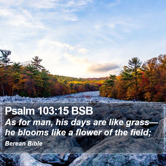 Psalms 103:15 BSB Bible Study