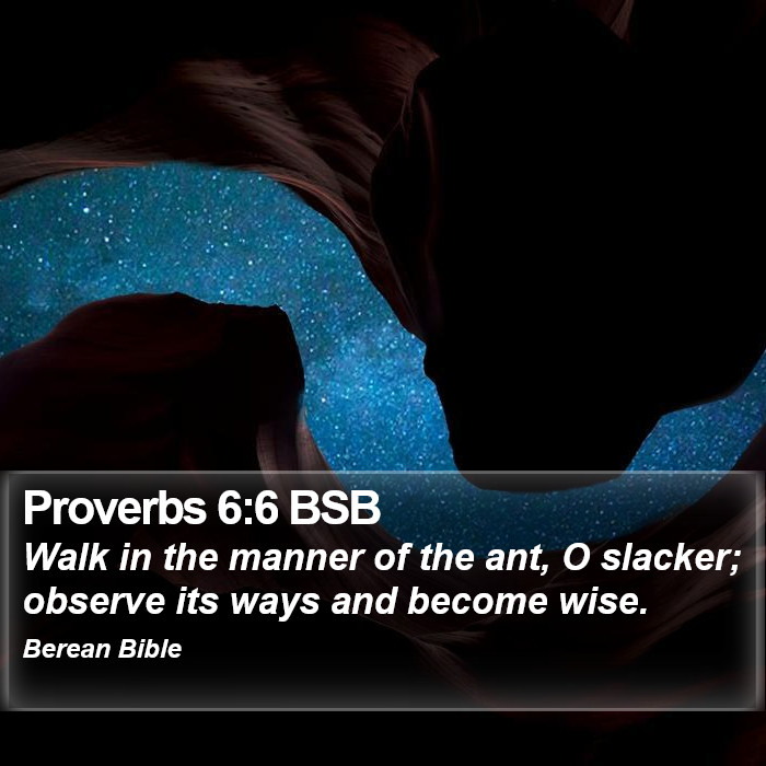 Proverbs 6:6 BSB Bible Study