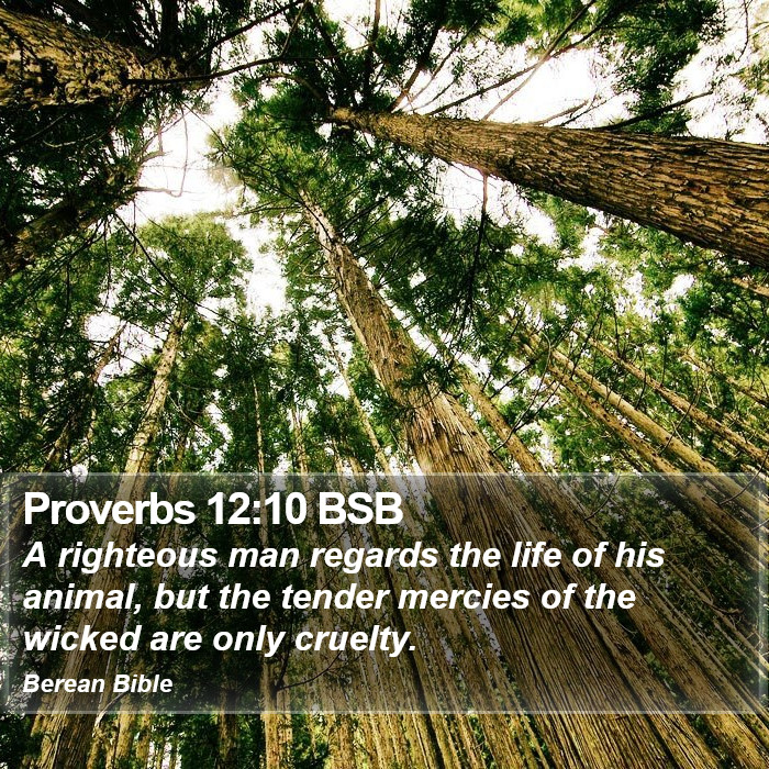 Proverbs 12:10 BSB Bible Study