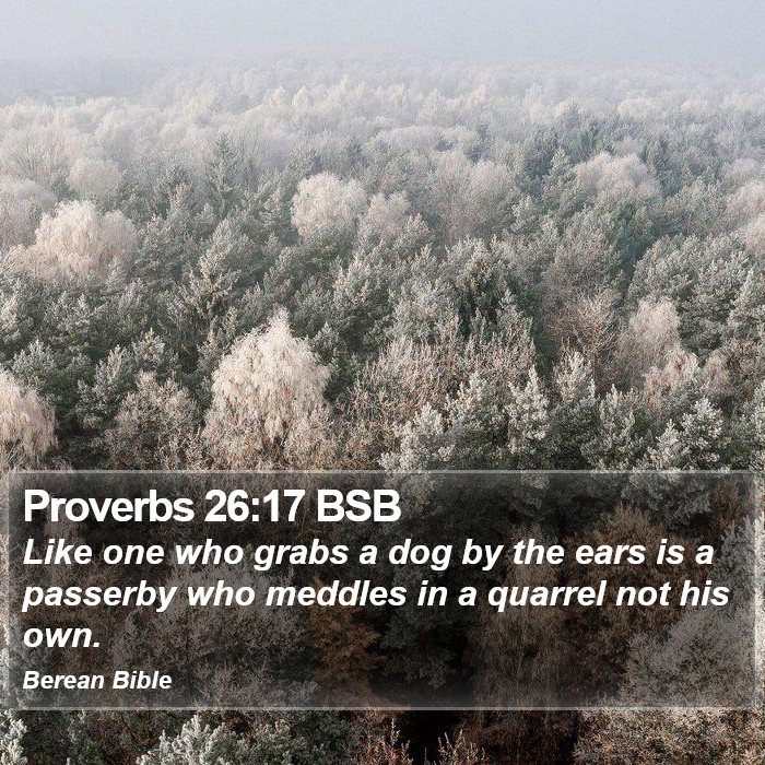 Proverbs 26:17 BSB Bible Study