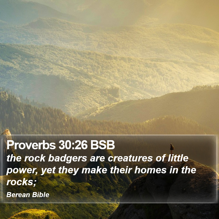 Proverbs 30:26 BSB Bible Study