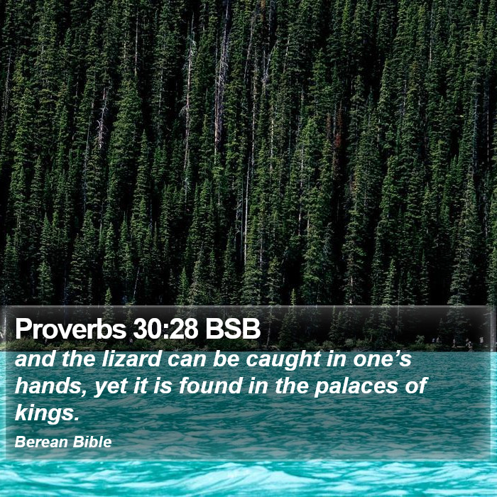 Proverbs 30:28 BSB Bible Study