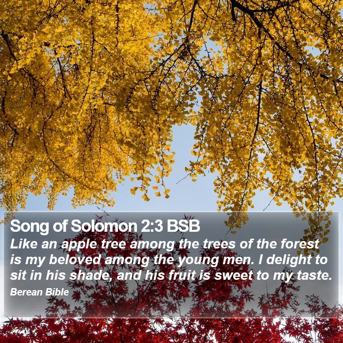 Song of Solomon 2:3 BSB Bible Study