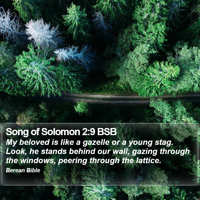 Song of Solomon 2:9 BSB Bible Study