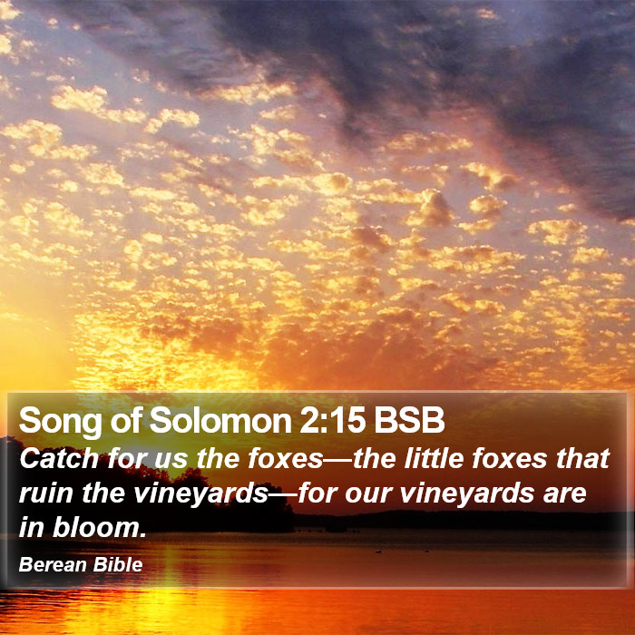 Song of Solomon 2:15 BSB Bible Study