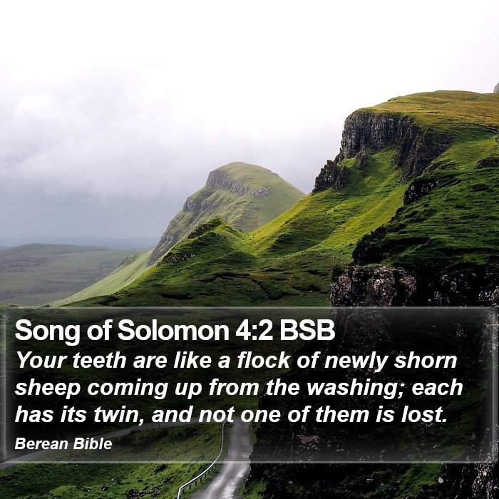 Song of Solomon 4:2 BSB Bible Study