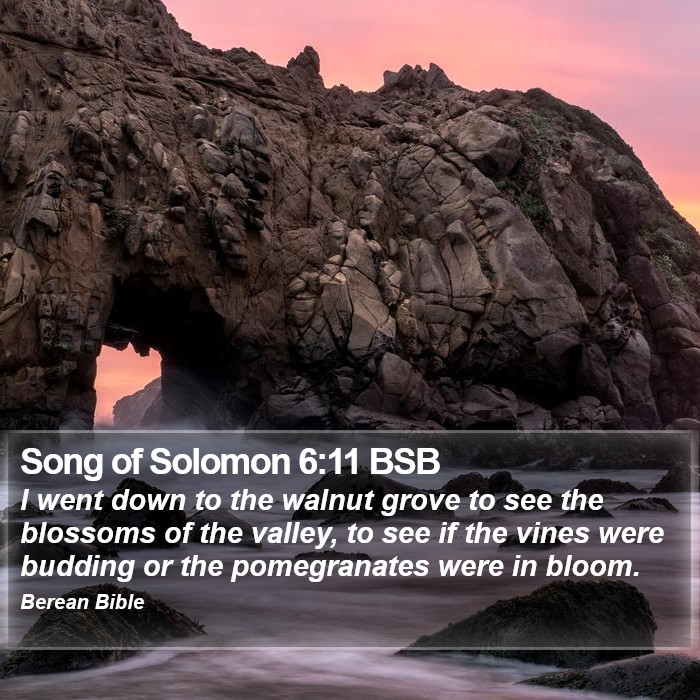 Song of Solomon 6:11 BSB Bible Study