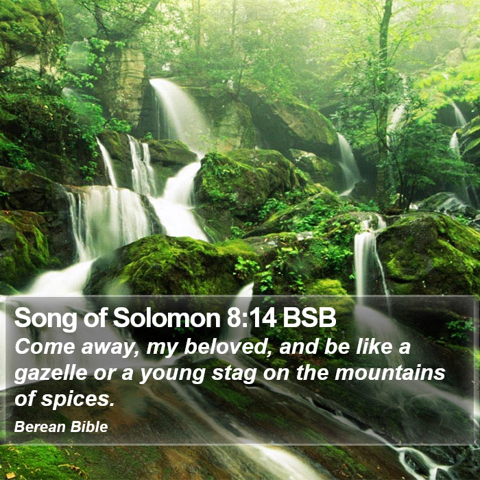 Song of Solomon 8:14 BSB Bible Study