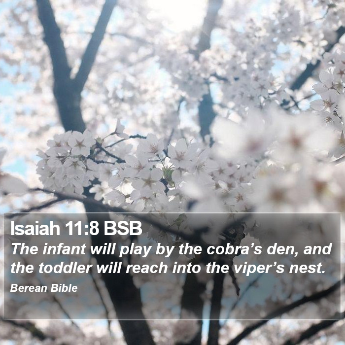 Isaiah 11:8 BSB Bible Study