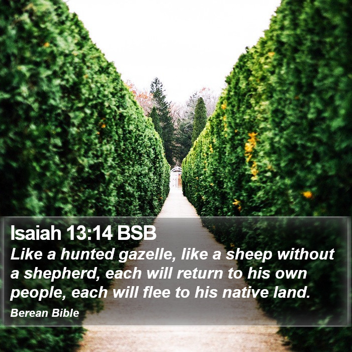 Isaiah 13:14 BSB Bible Study