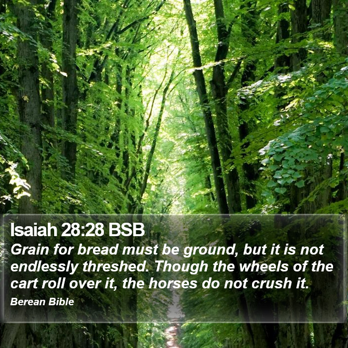 Isaiah 28:28 BSB Bible Study