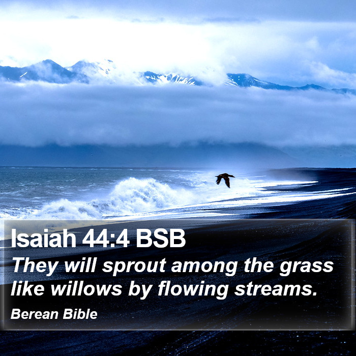 Isaiah 44:4 BSB Bible Study