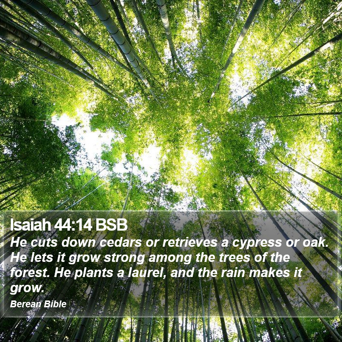 Isaiah 44:14 BSB Bible Study