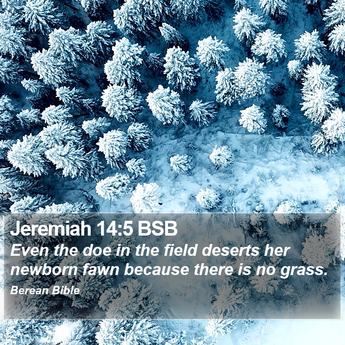 Jeremiah 14:5 BSB Bible Study