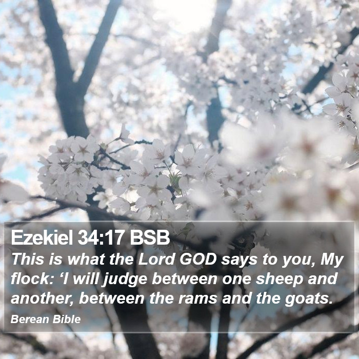 Ezekiel 34:17 BSB Bible Study