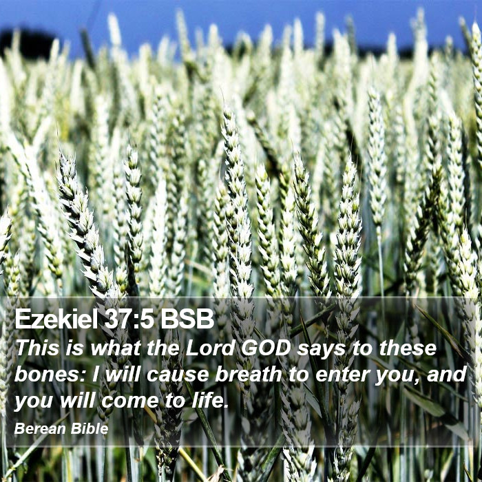 Ezekiel 37:5 BSB Bible Study