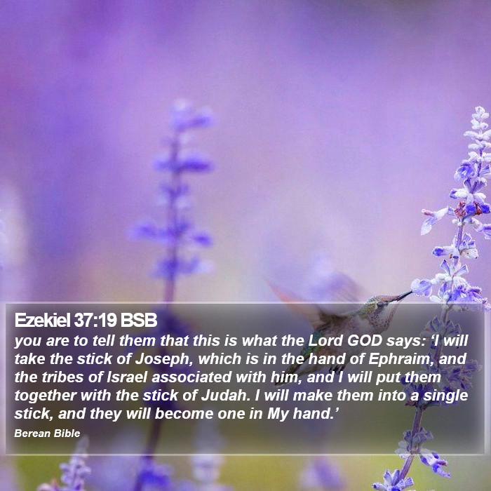 Ezekiel 37:19 BSB Bible Study