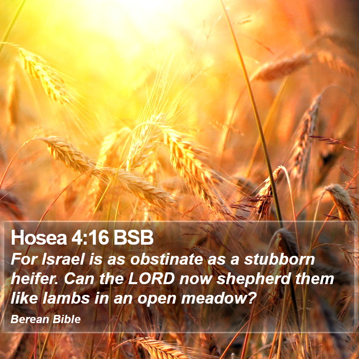 Hosea 4:16 BSB Bible Study