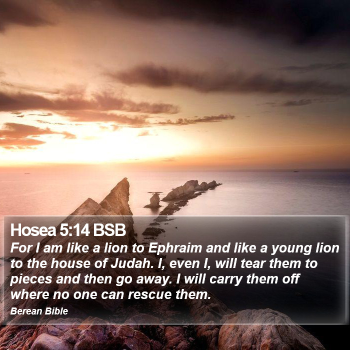 Hosea 5:14 BSB Bible Study