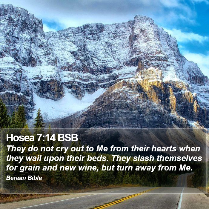 Hosea 7:14 BSB Bible Study