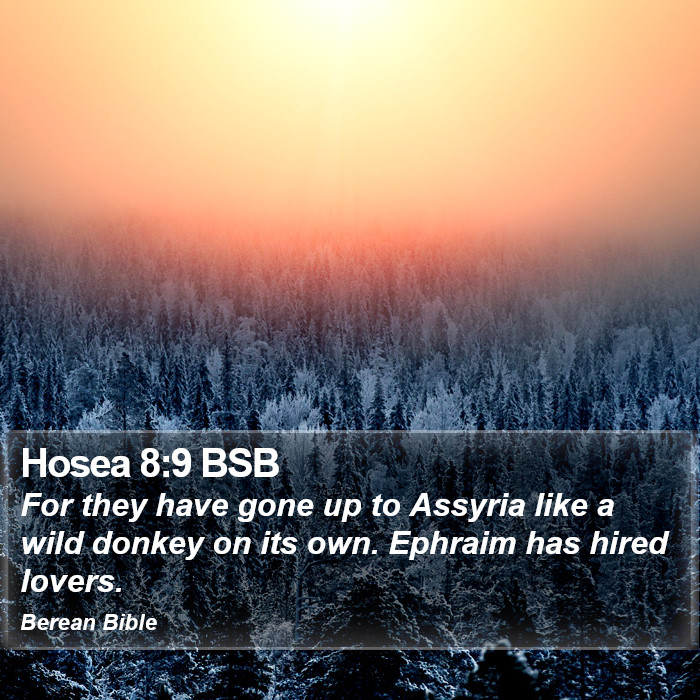 Hosea 8:9 BSB Bible Study