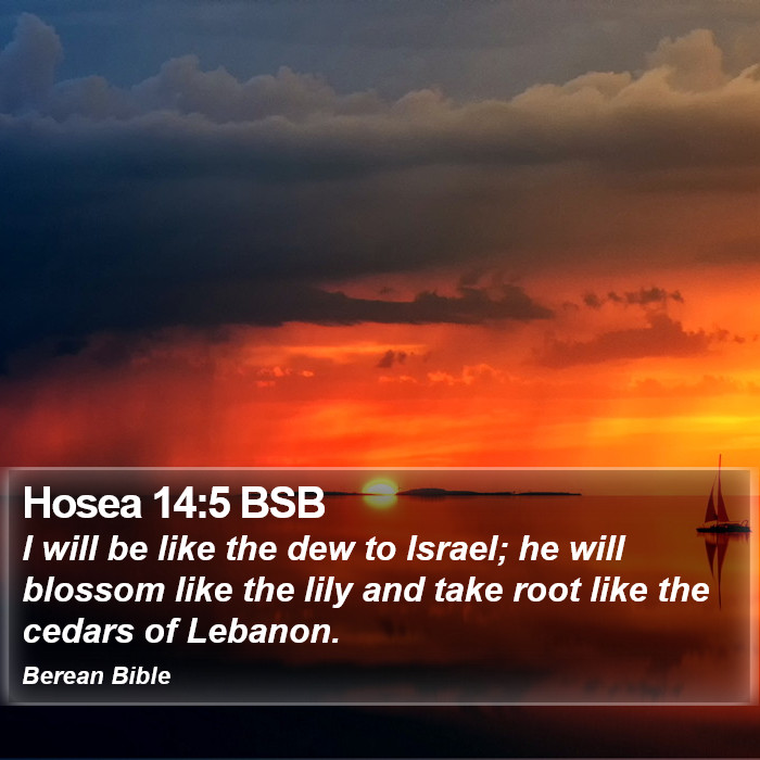 Hosea 14:5 BSB Bible Study