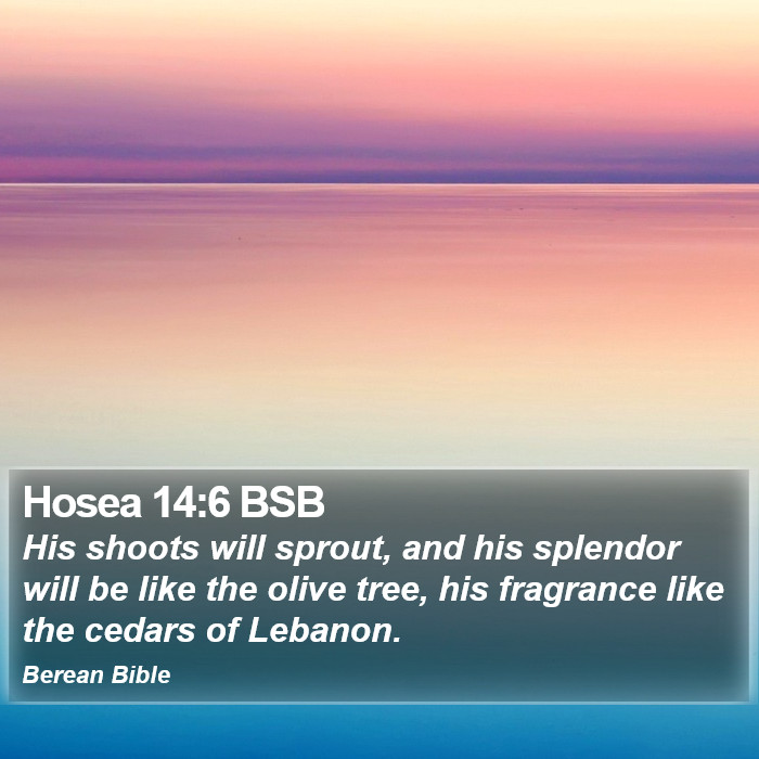 Hosea 14:6 BSB Bible Study