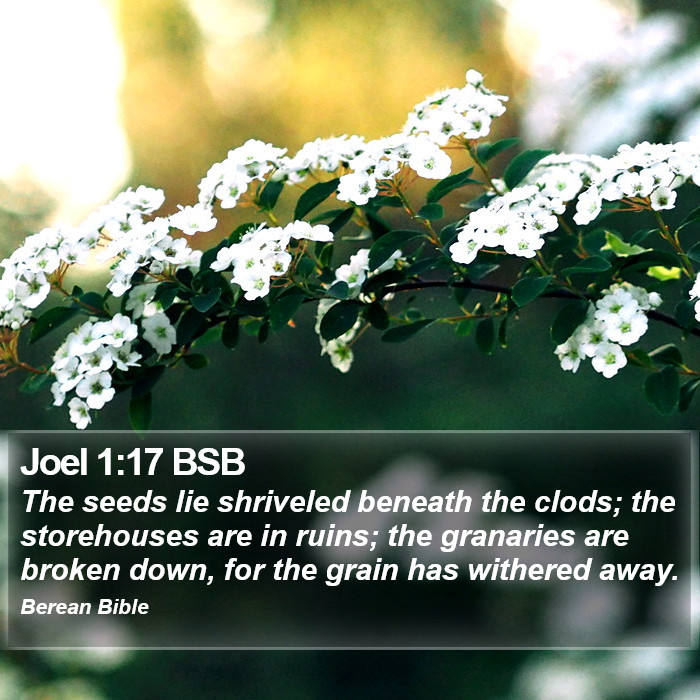 Joel 1:17 BSB Bible Study