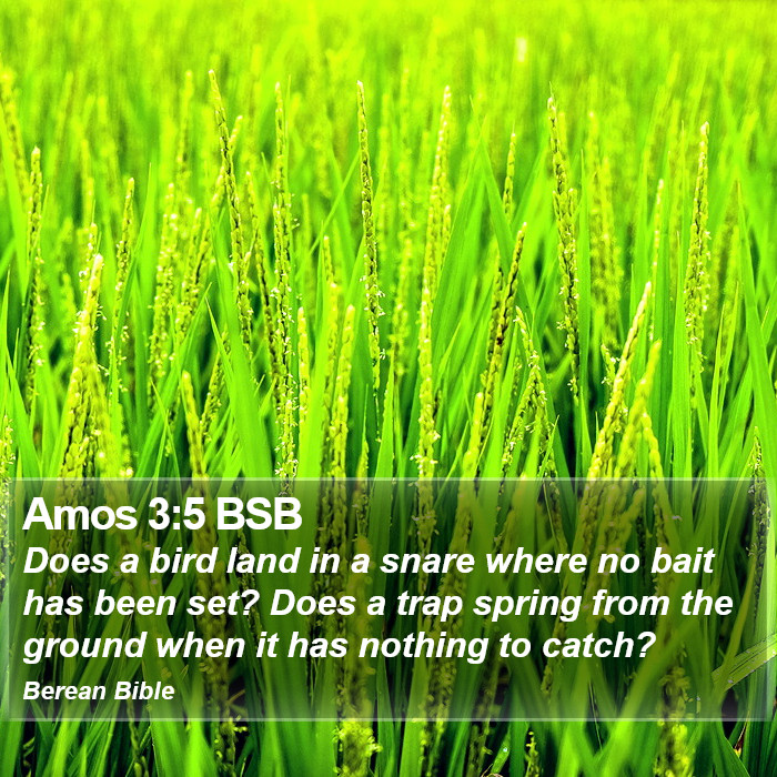 Amos 3:5 BSB Bible Study