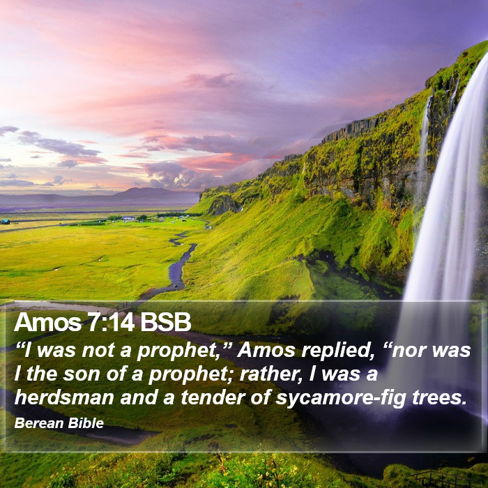 Amos 7:14 BSB Bible Study