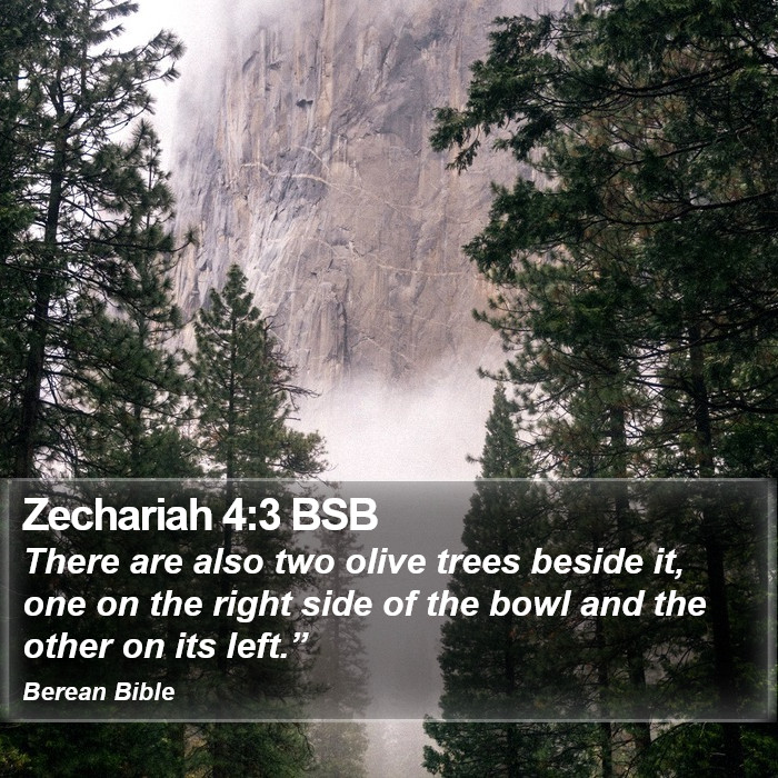 Zechariah 4:3 BSB Bible Study