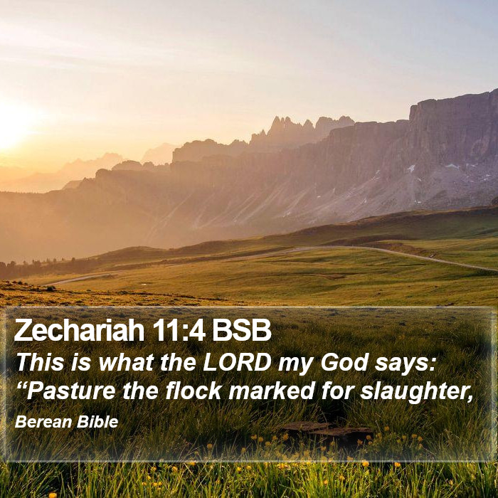 Zechariah 11:4 BSB Bible Study