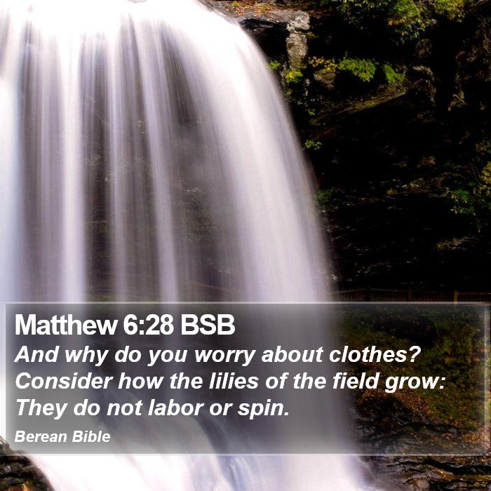 Matthew 6:28 BSB Bible Study